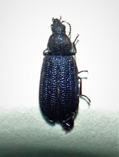 Réf. 215 219 : Falsomelyris opaca